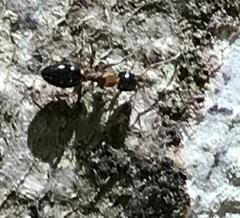 Liometopum occidentale