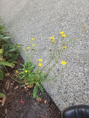 Crepis capillaris