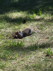 Urocitellus columbianus