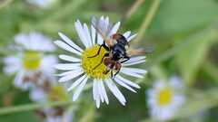 Gymnosoma