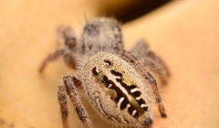 Phidippus texanus