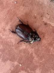 Strategus aloeus