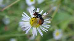 Gymnosoma