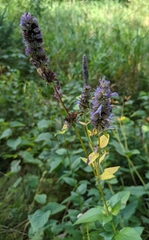 Agastache foeniculum