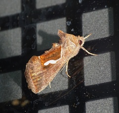 Macdunnoughia confusa