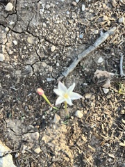 Zephyranthes