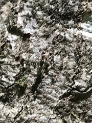 Liometopum occidentale