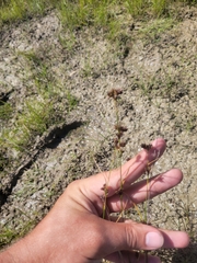 Rhynchospora capitellata