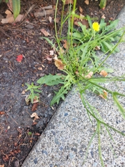 Crepis capillaris