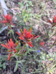 Castilleja