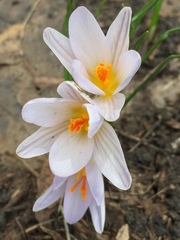 Crocus reticulatus