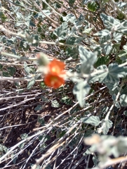 Sphaeralcea