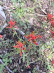 Castilleja
