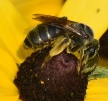 Andrena rudbeckiae