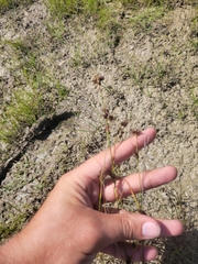 Rhynchospora capitellata