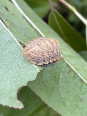 Megalopyge crispata