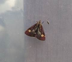Pyrausta aurata