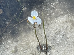 Sagittaria