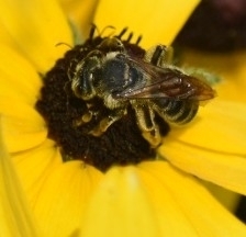 Andrena rudbeckiae