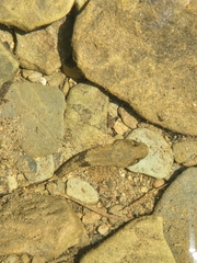 Cottus