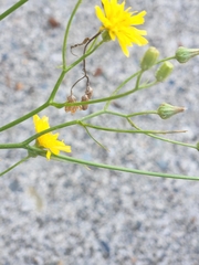 Crepis capillaris