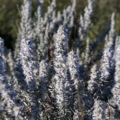 Krascheninnikovia lanata