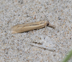 Agriphila inquinatella