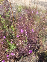 Agalinis tenuifolia
