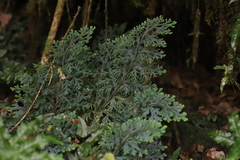 Selaginella lewalleana