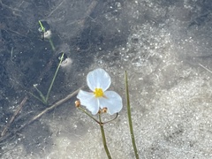 Sagittaria