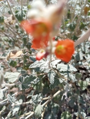Sphaeralcea