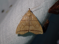 Herminia grisealis