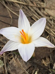 Crocus reticulatus