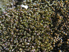 Andreaea