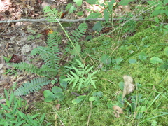 Sceptridium dissectum dissectum