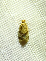 Clepsis peritana