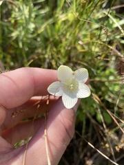 Parnassia glauca