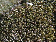 Andreaea