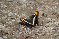 Adelpha eulalia