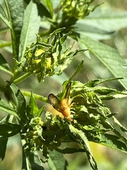 Icterica
