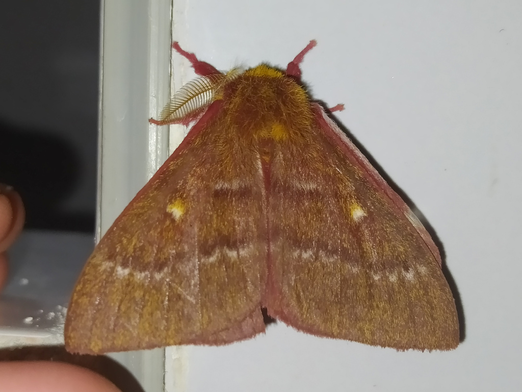 Winbrechlinia winbrechlini