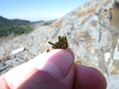 Andreaea