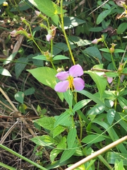 Rhexia mariana