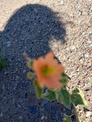 Sphaeralcea