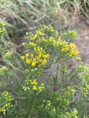 Euthamia caroliniana