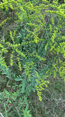 Solidago nemoralis