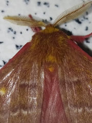 Saturniidae