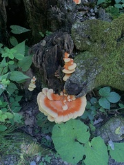 Laetiporus cincinnatus