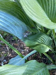 Pisaurina mira