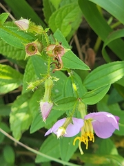 Rhexia mariana